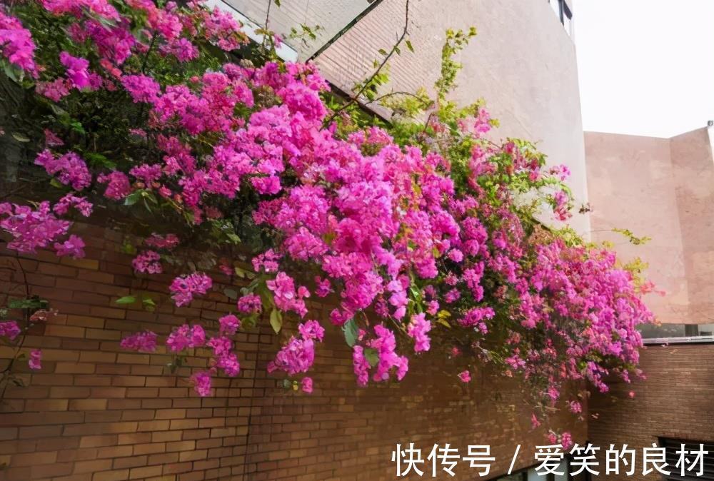 栀子花|夏天养2种花，勤修剪多晒太阳，花朵窜2米，清香小半年