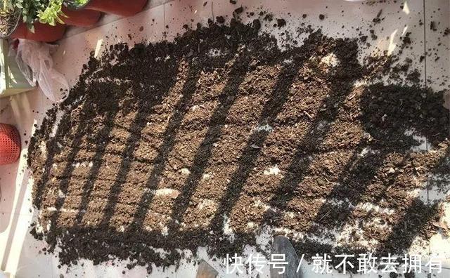 叶土|换盆的旧土别扔！加点“烂东西”，肥沃流油，养啥花旺啥花