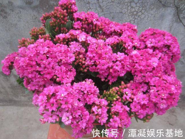 6种花淋雨就会“烂”,下雨最好放屋里,别忽视