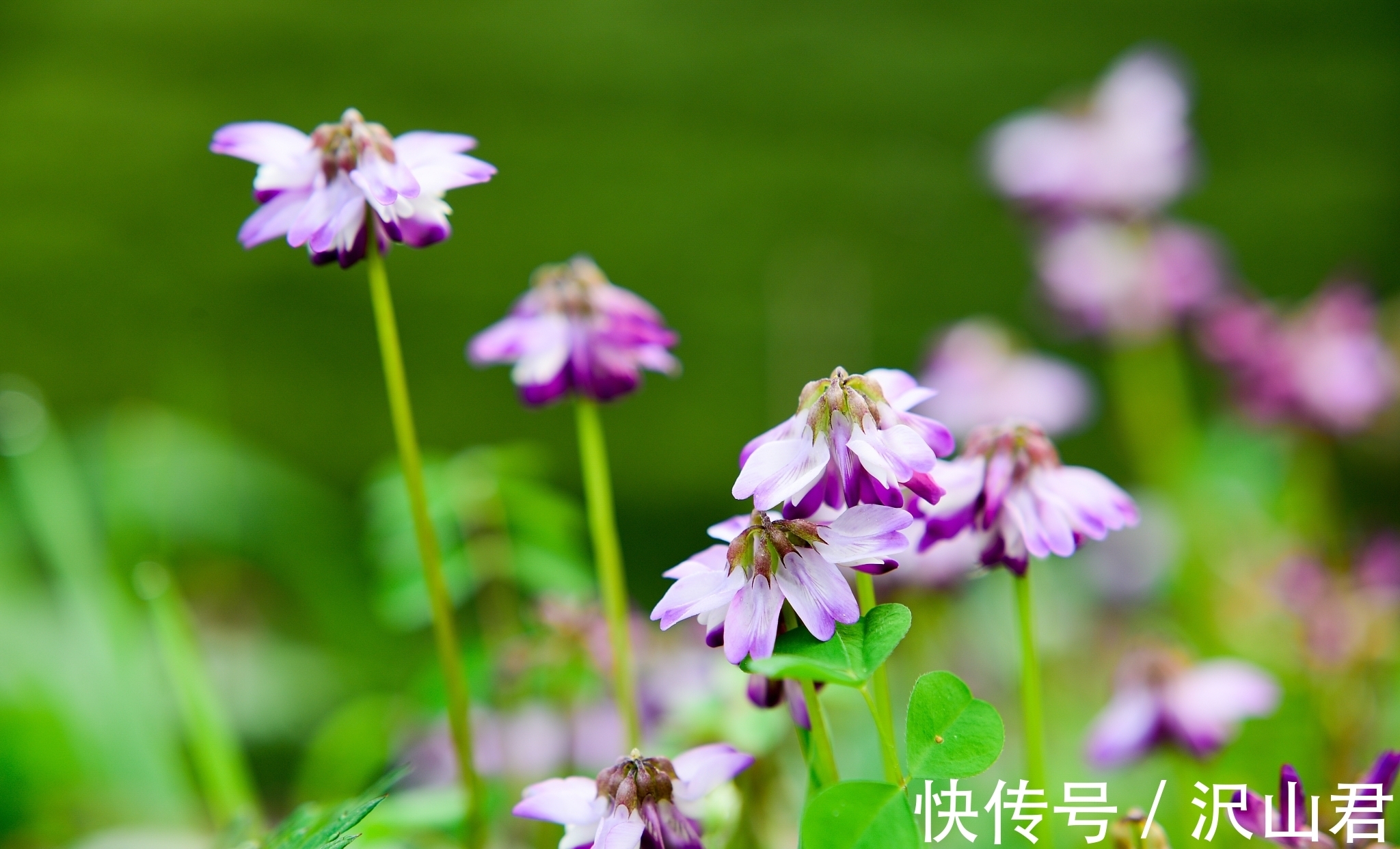 江南$著名诗人写的诗就是不一样,这首诗句句经典,怪不得人人称赞