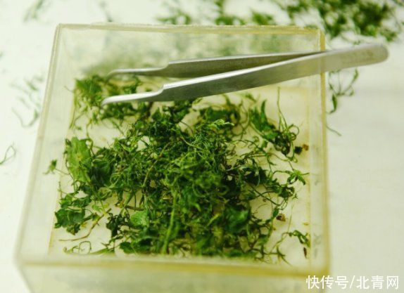 人参皂苷|清热解毒！老中医推荐的3款夏季养生茶饮你一定知道