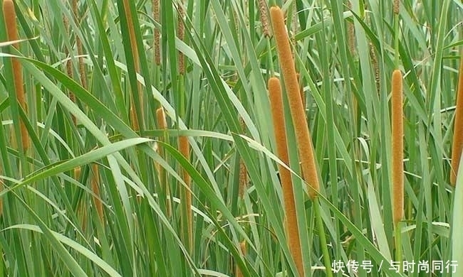 农村|提个醒:农村地里若遇见此野菜,记得要采摘回家,作用非常大