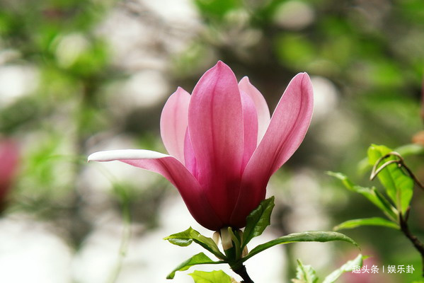 此花优雅清新，花开如云似雪，拥有着优雅高贵的灵魂