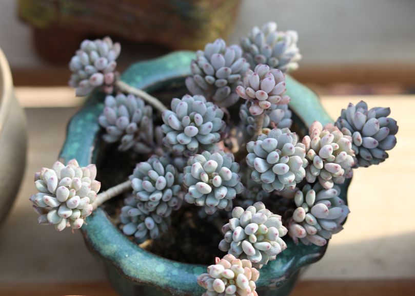 4种花不能多浇水,少水少肥,反而长势旺盛开花多