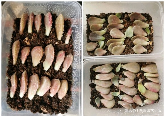 叶插多肉有“诀窍”,基质是关键,每天喷凉水,7天长出大白根