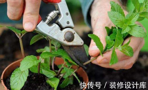 枝条|6种“漂亮花”,长了就狠剪,舍不得剪害处大,耽误一年开花量