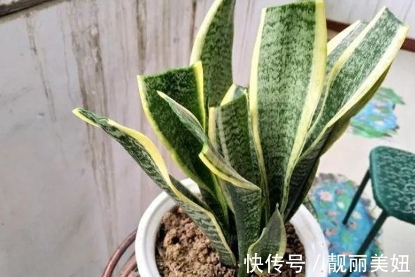 天冷养花,早晨别做这几件事,植物才会感激你哦