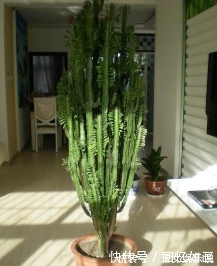 空气|3种“细菌”最讨厌的植物,家里种几盆,家人少生病,身体更健康