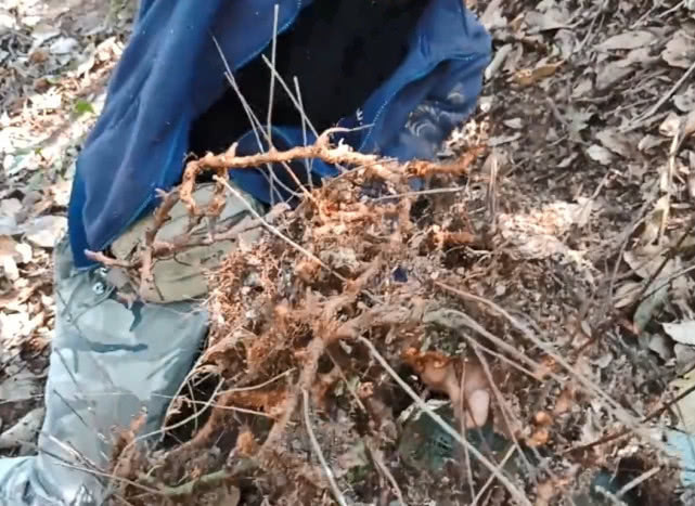 药材|附生于树干上的珍贵药材，浑身长毛像极了毛毛虫，治牙疼效果很好