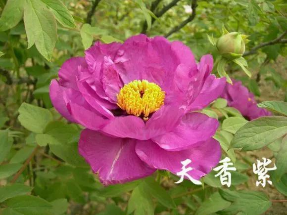 喜欢牡丹花，却一不小心买到芍药！附牡丹花品种图鉴大全