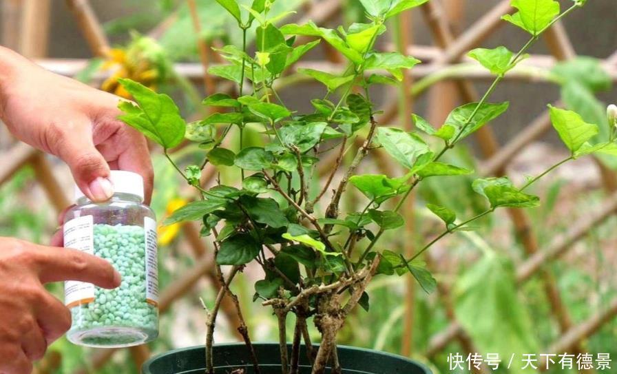枝头|茉莉只长枝条不开花,记住3个养护小技巧,枝头开满花朵