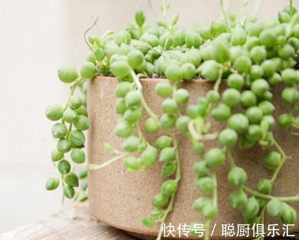 听说养此4种多肉，旺财又旺宅，你有养吗