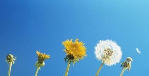 伤害|蒲公英泡水好处多,但2类人尽量一口也别喝,会对身体造成伤害