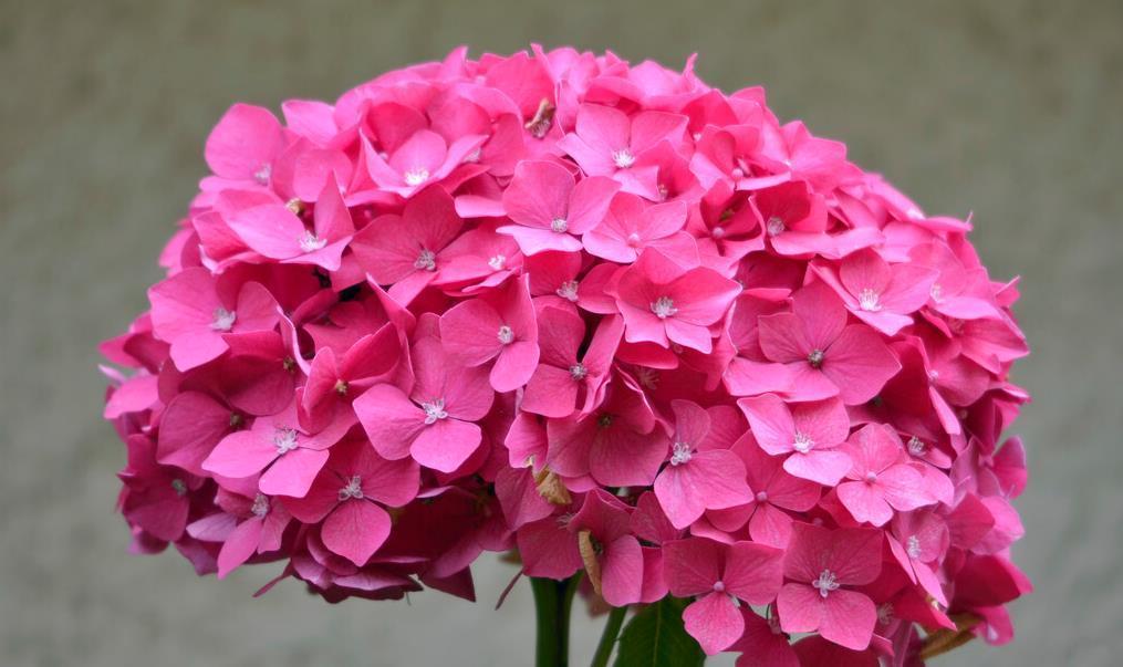 现在养3种花,千万别乱剪,越剪越糟糕