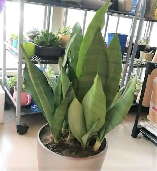 花店老板养花不烂根,黄叶秘诀,浇水加上一点,快死的花都能活