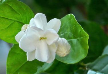 光照|盆栽茉莉如何养护?注意这几个小细节,花开多又香