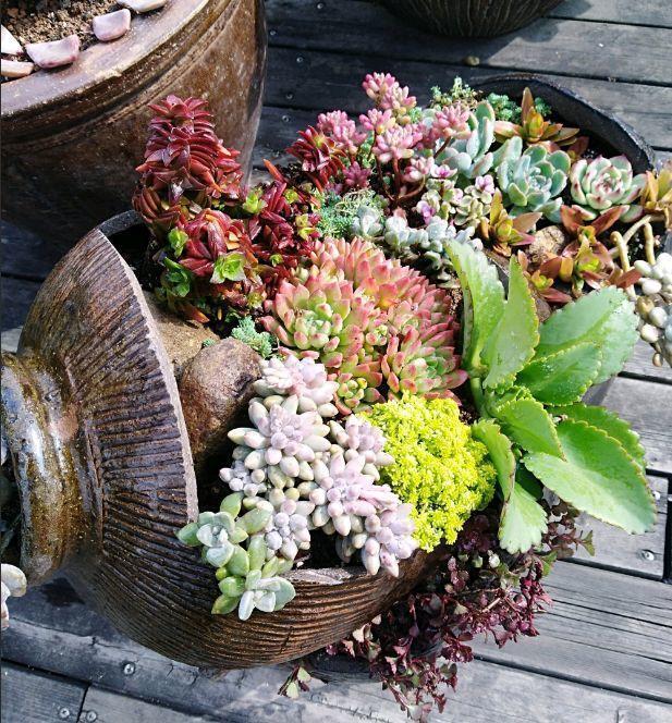 他用菜坛子种多肉，1分不花，呼呼长成“大米饭”！