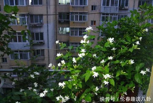 养花|最厉害的养花营养液给茉莉花喝一勺,叶子翠绿,一盆开花100朵