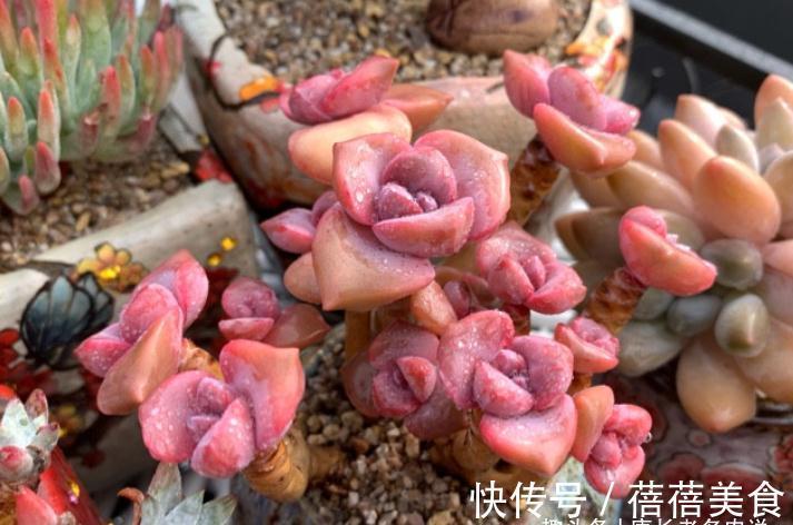 11月份买什么多肉好?当然要买这7款容易上色的多肉,服盆就变美