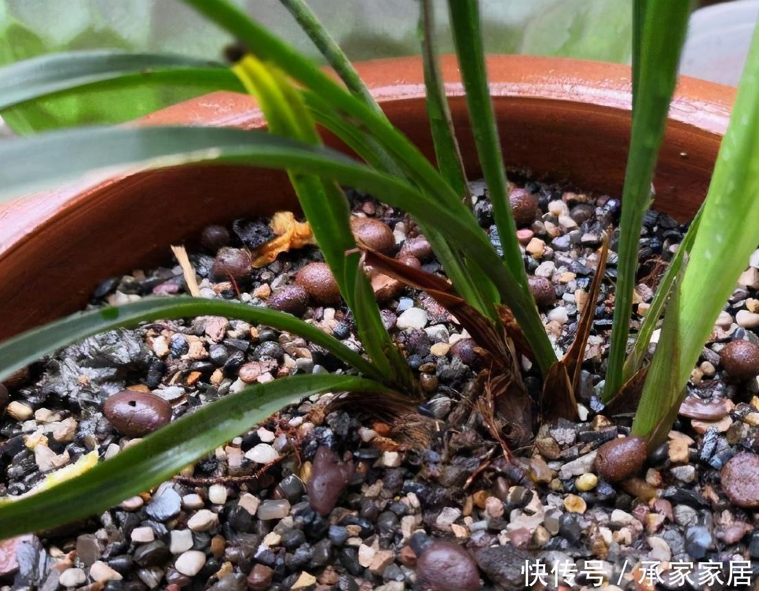  搞不好|换盆不能随便换，搞不好就害了心爱的它，爱它从学会换盆开始