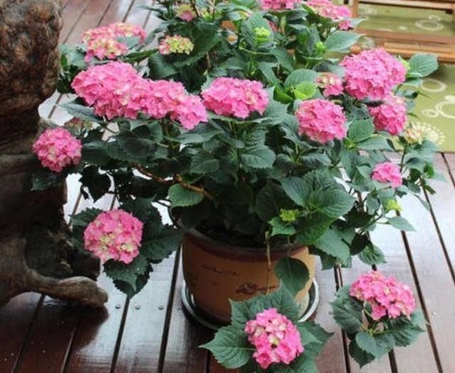 家里如果养这7种花,千万要记得少晒太阳它们喜阴