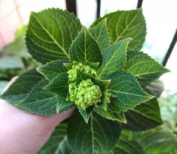 枝条|绣球开花少或者不开花别急,明年就可以笑了