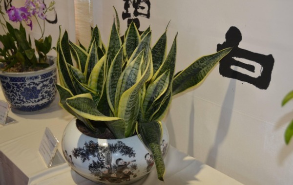 居家养花:掌握这2门小技巧,打理盆栽将变得简单许多