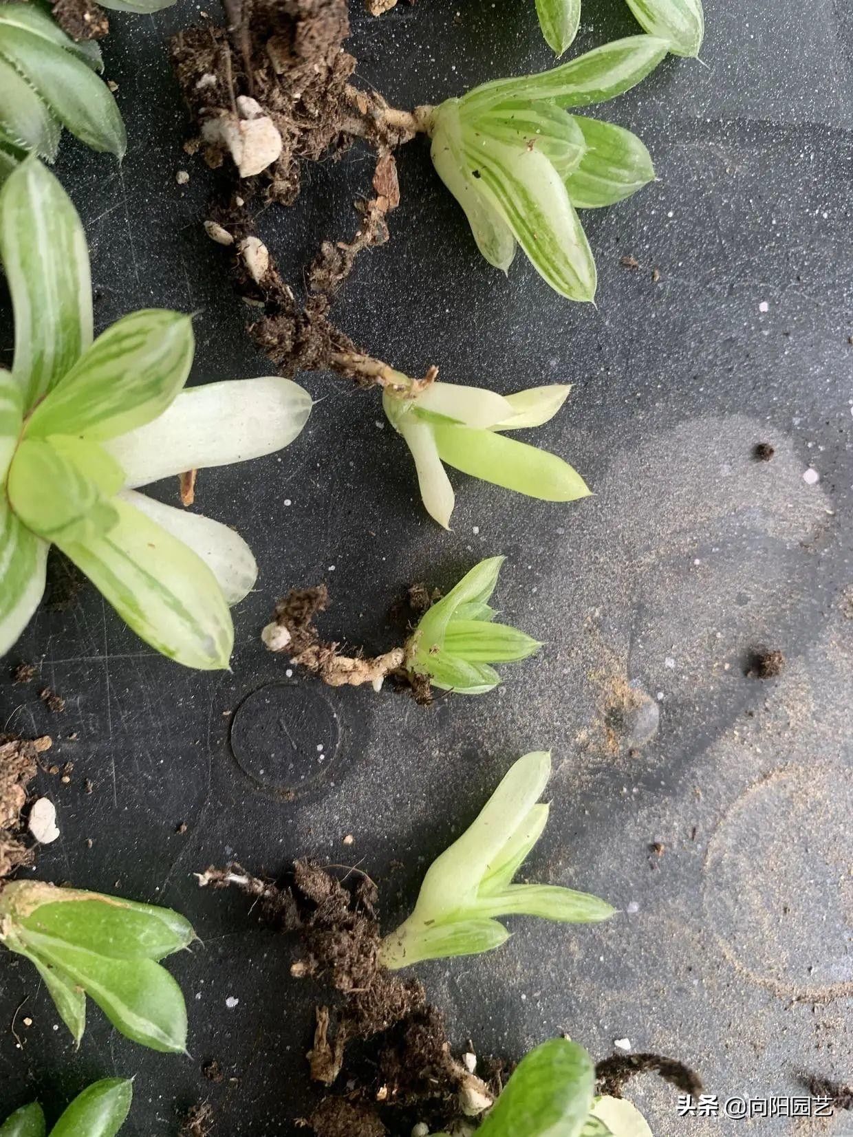 苗子|玉露也能叶插，时隔大半年，叶插成功了，分享扦插全过程