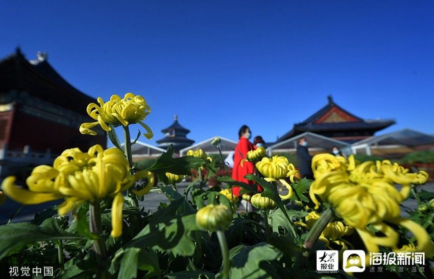 菊花展|北京天坛公园第40届菊花展开幕