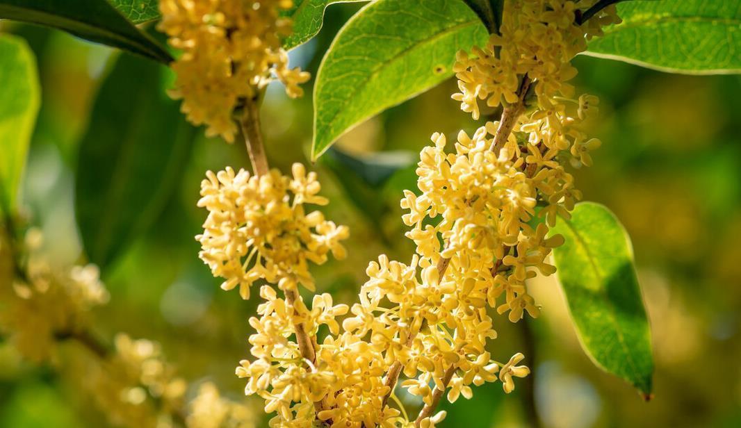 桂花|懂花的人，都爱养这5种花，漂亮好养易爆盆，寓意好还养人