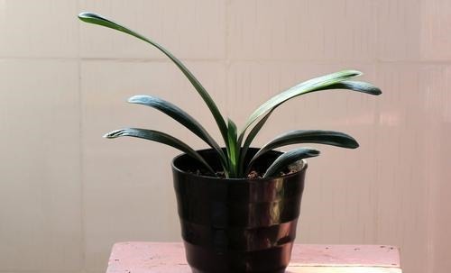 君子兰“长歪了”，调整方法很重要，错一点花箭都不冒