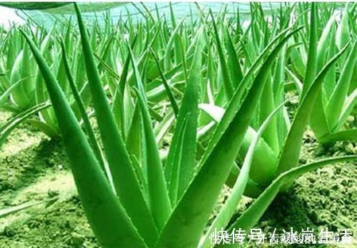 花花|卧室养花选它，人养花花也养人，空气清新改善睡眠，值得拥有！