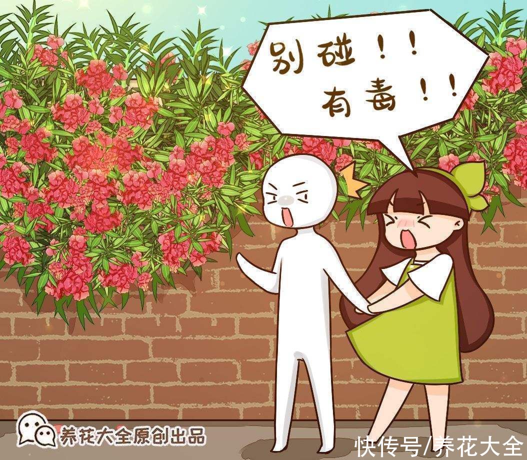 夹竹桃|常见花卉就没毒？错了！5种常见花有毒