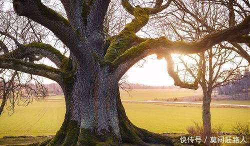  俗语|为什么中国人常说“一人不进庙, 二人不看井, 三人不抱树”