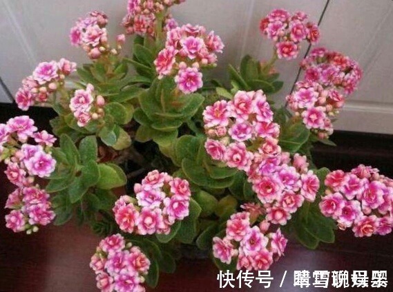 金钱树|这9种花，特别适合新手养，越不浇水越爆盆，总有一款适合你！