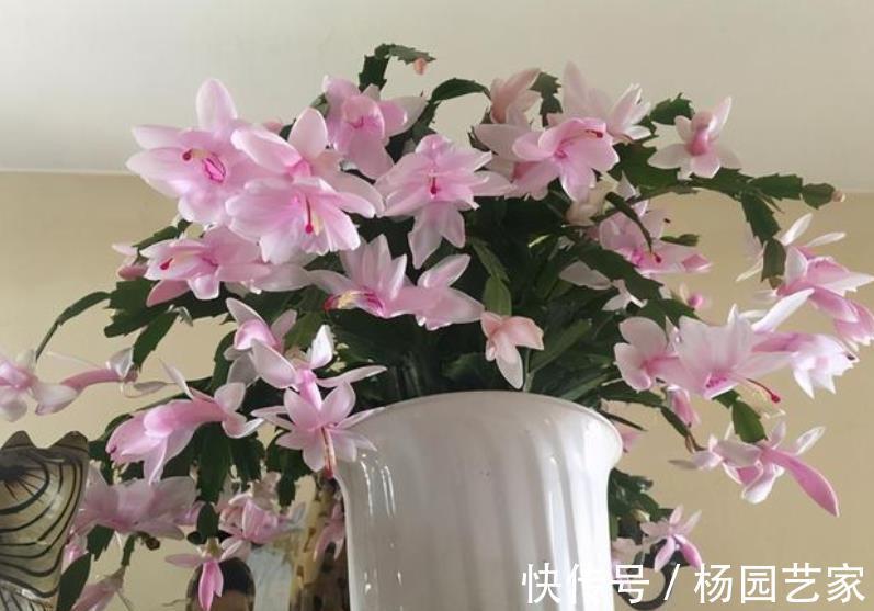 家里养了这些花,冷空气来袭要“保暖”,不然冻坏了剩个空盆