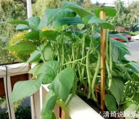 菠菜|3种可以随意种植的盆栽蔬菜，好养还爆盆，新鲜蔬菜随手来！