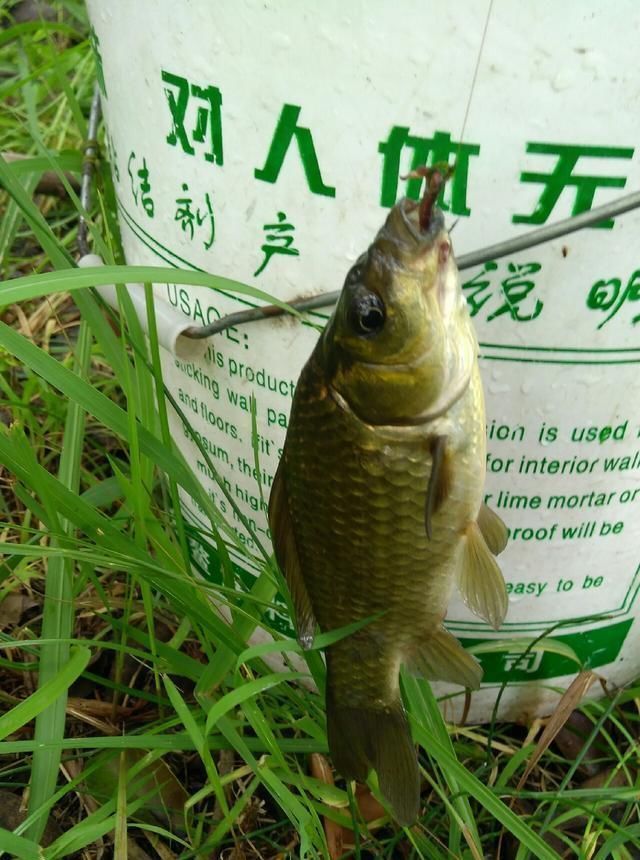 浮漂|野钓小技巧浮漂做一个小改动,惊鱼几率大降