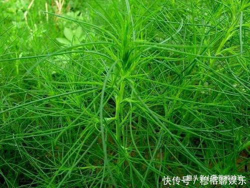 野菜|一种野菜,一年只吃一次,宁愿不吃肉也要来一盘,真是太好吃了