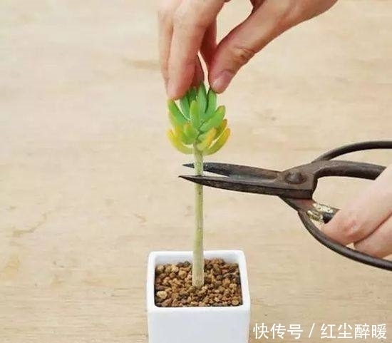 多肉植物砍头后不知道怎么种?其实很简单一学就会