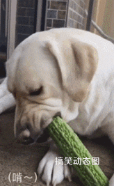 |【搞笑动态图】尴尬而不失礼貌