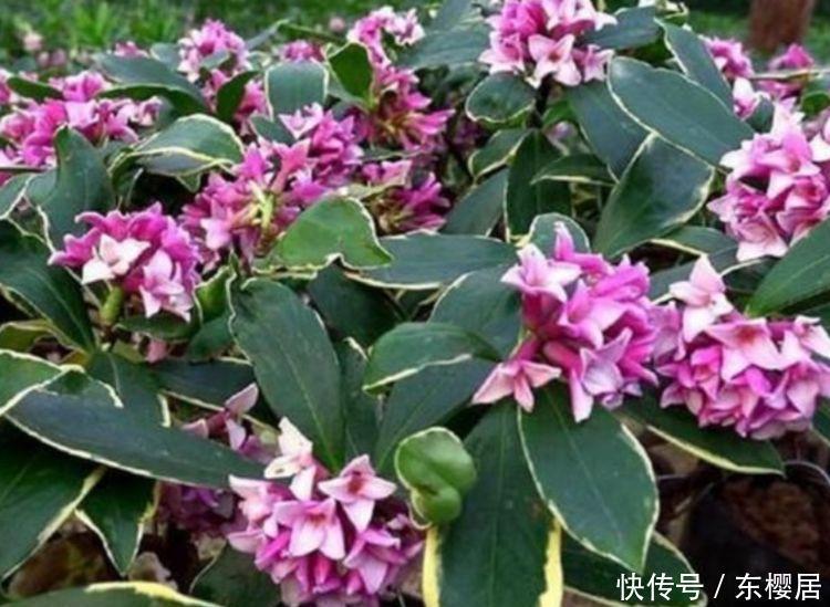 不知道养什么花,不妨试试此四款花,一盆千百朵