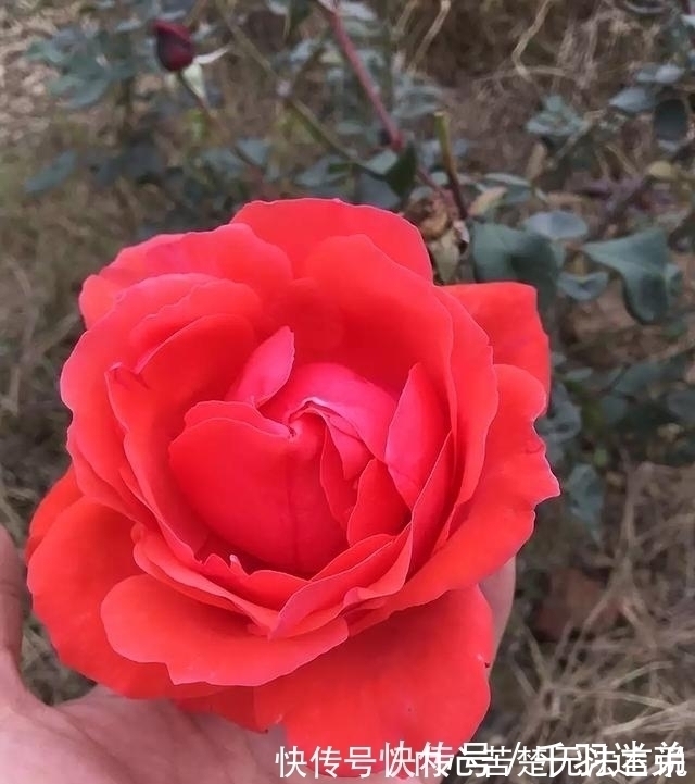 婆婆养月季只选一种，好养抗性强，关键“爱”开花，比养欧月实在
