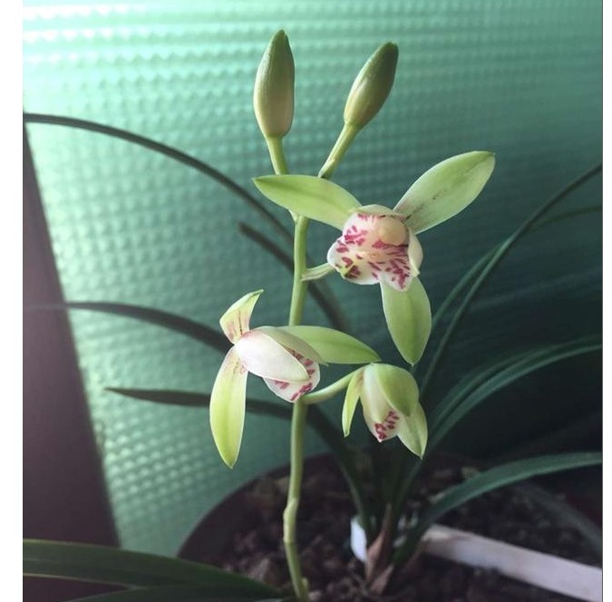 以下“2种”药,对于养兰花的人来说,是不可多得的好“肥”