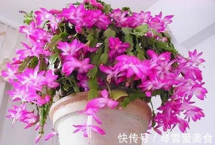 蟹爪兰|5种花现在养刚刚好，30天不浇水照样生长，一年开花不断