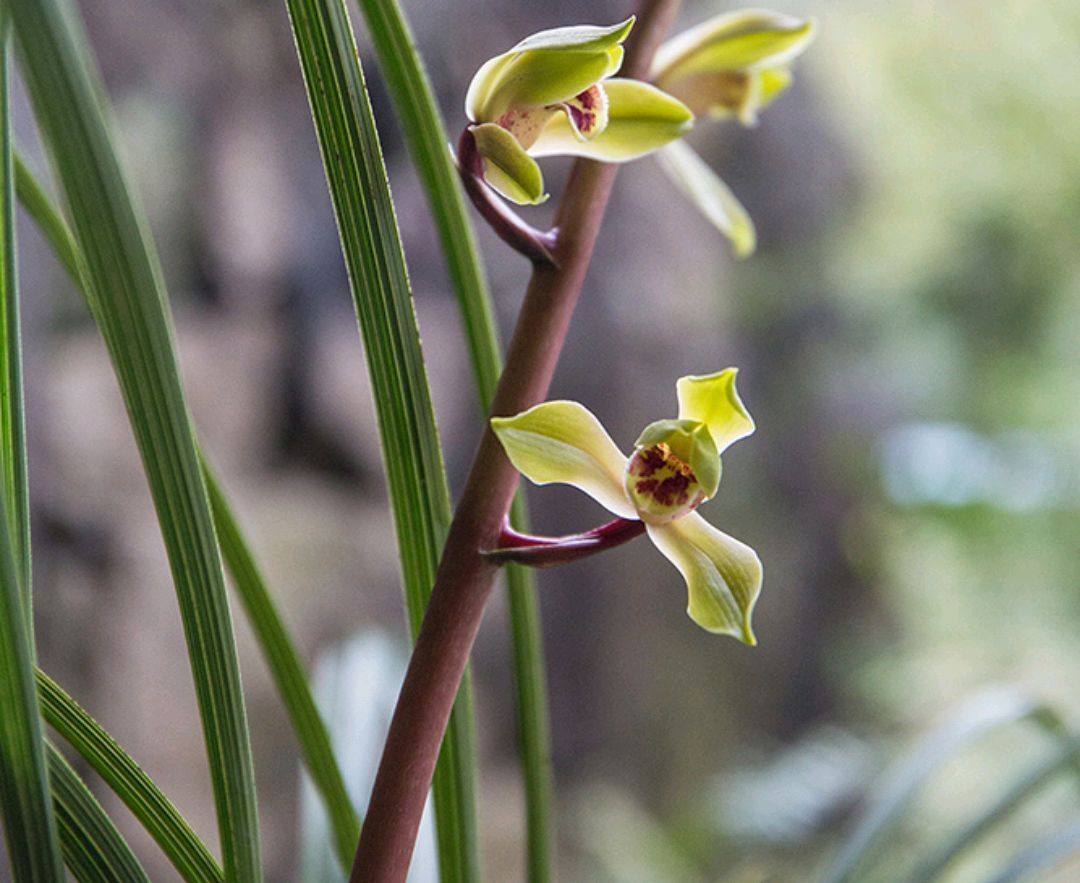 兰花在夏季腐苗烂根了怎么办按照4点做，兰花快速服盆长新芽