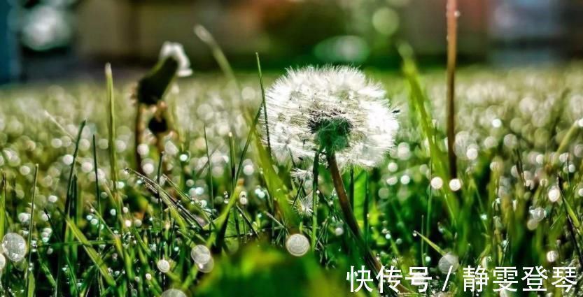 肝脏|蒲公英加上此物一起冲泡,坚持喝一个月,肝脏变干净,胃也更好了