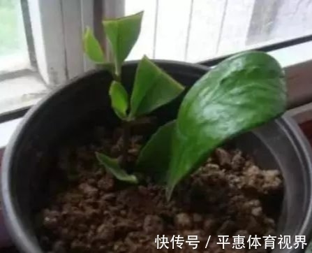 金钱树|“4种树”再贵也别买,用1根枝插土里,30天就生根,一盆变多盆