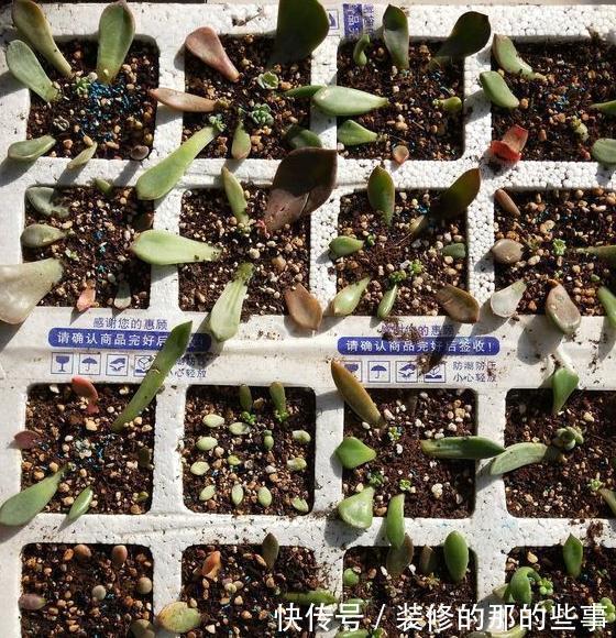 家里没矿的肉友教你一招成为多肉大户，保你一看就会