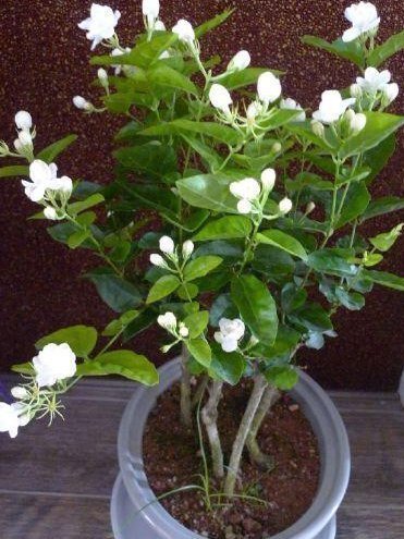 聪明人养花,这3种“花”怎样也要养一盆,每年能省不少医药费